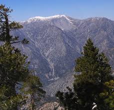 Mt. Baldy PInes Wikimedia.org images