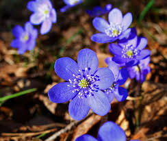 hepatica free wikimedia.commonsimages